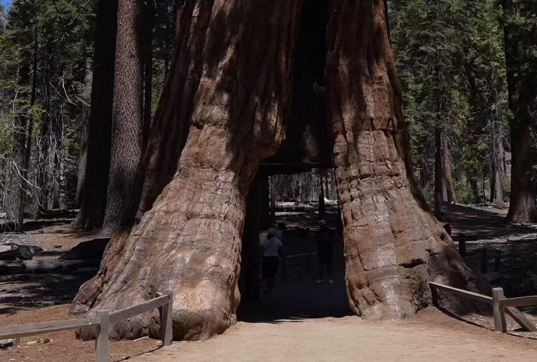 Tree tunnel shot in Yosemite